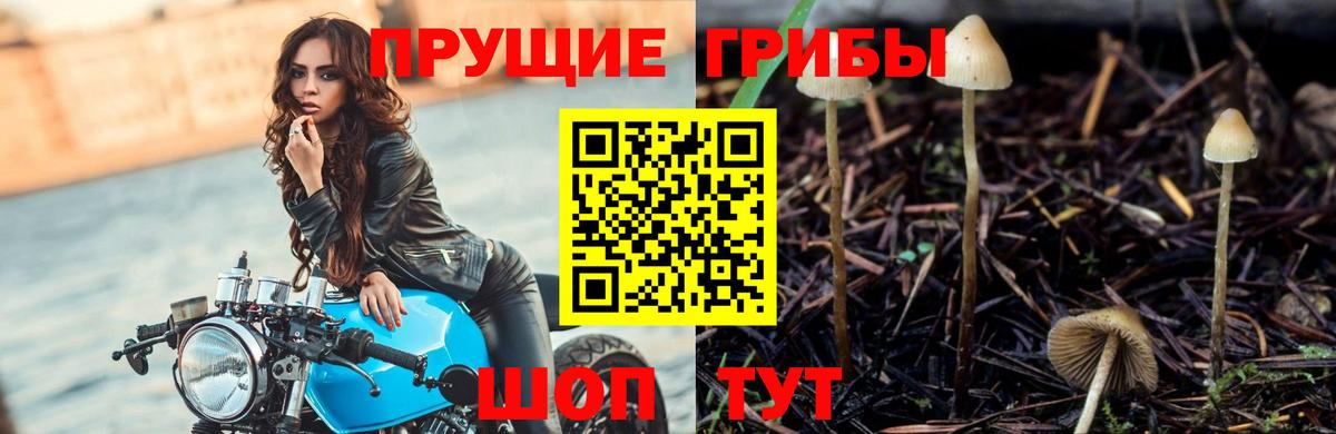 Галлюциногенные грибы прущие грибы  Вход с VPN  Троицк  Псилоцибиновые грибы Cubensis 